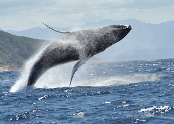 Plettenberg Bay whale watching boat cruise